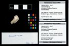 Foto (Objekt + Etikett) von Goniodromites sp.  (NHMW-GEO-1990-0041-4750)